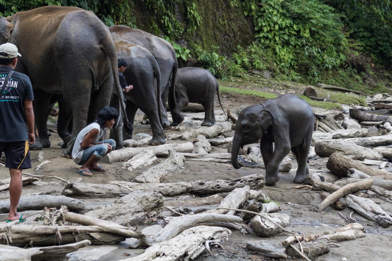 Rain Forest Guest House And Jungle Trekking Букит-Лаванг Экстерьер фото