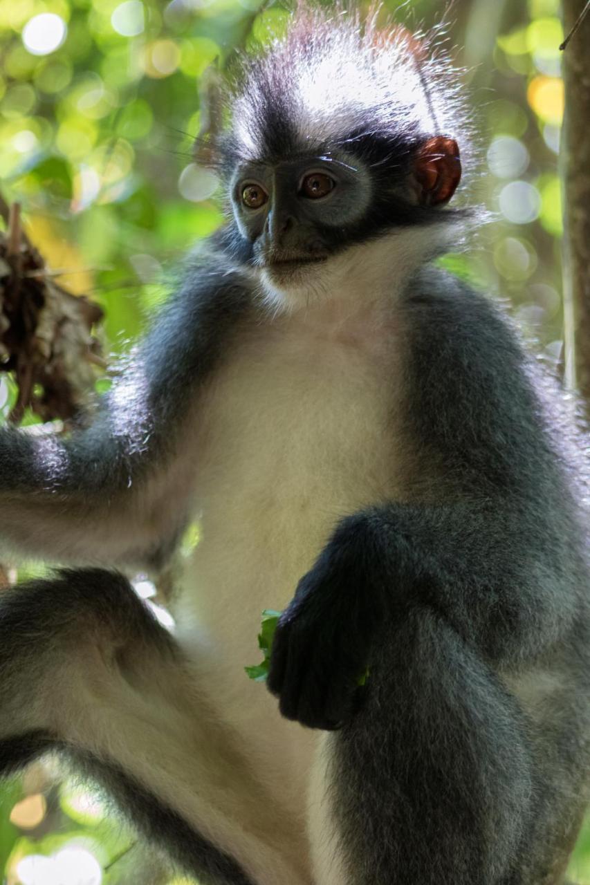 Rain Forest Guest House And Jungle Trekking Букит-Лаванг Экстерьер фото